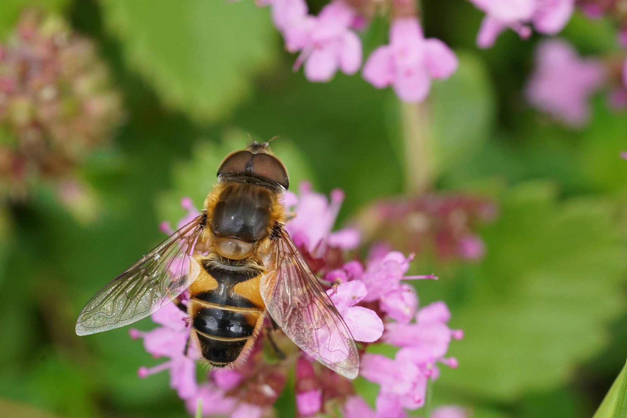 Conclusion measures biodiversity using AI in Brabant
