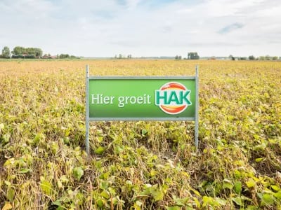 [Film] Duurzame teelt verbetert kwaliteit HAK groenten | NPM Capital