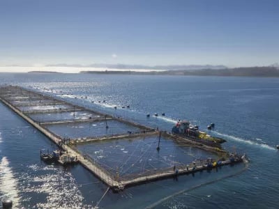 Hendrix Genetics and Salmones Aysen partner to advance Coho salmon genetics in Chile | NPM Capital
