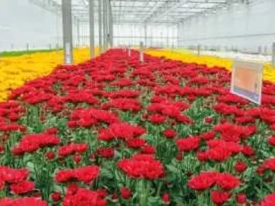 Dutch Flower Group wins 2018 Family Business Award | NPM Capital