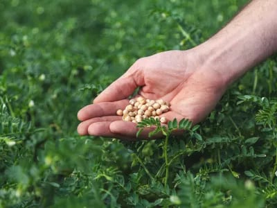 HAK to run second crop trial with Dutch chickpeas | NPM Capital