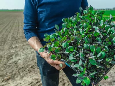 HAK plant eerste PlanetProof-rode kool | NPM Capital