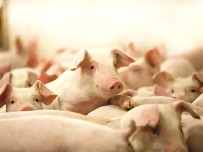 Hendrix Genetics benefits from changing demand in US market | NPM Capital