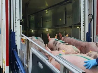 Hendrix Genetics starts breeding top-quality pigs in Spain | NPM Capital