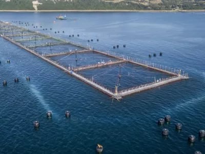 Hendrix Genetics shares expertise to enhance Black Tiger shrimp production in Bangladesh | NPM Capital