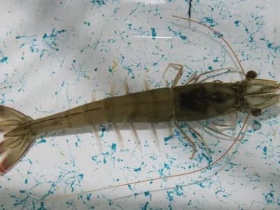 Bright future for Ecuadorian shrimp | NPM Capital