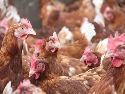Hendrix Genetics joins European project to improve the health and welfare of laying hens | NPM Capital